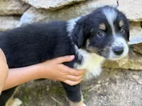 Coffee bean, a male Australian Shepherd for sale in Lancaster, KY – 3 of 4