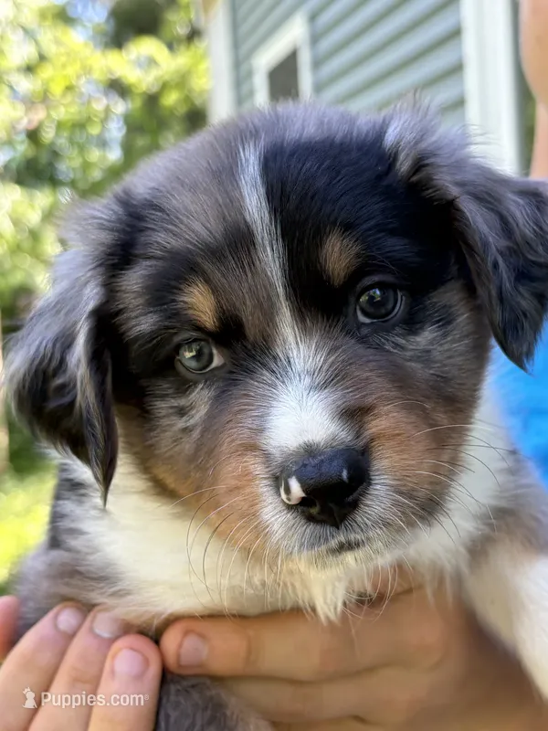 Blueberry  – Australian Shepherd puppy for sale in Lancaster, KY