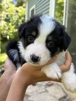 Pepper, a male Australian Shepherd for sale in Lancaster, KY – 2 of 2