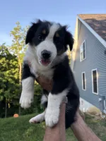 Pepper, a male Australian Shepherd for sale in Lancaster, KY – 1 of 9