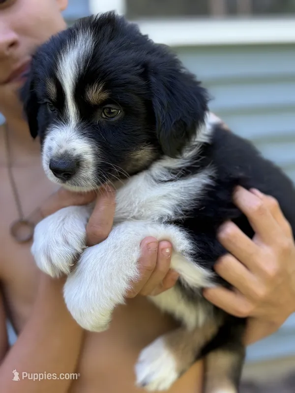 Potato , a male Australian Shepherd for sale in Lancaster, KY – 1 of 3