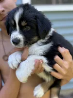 Potato , a male Australian Shepherd for sale in Lancaster, KY – 1 of 3