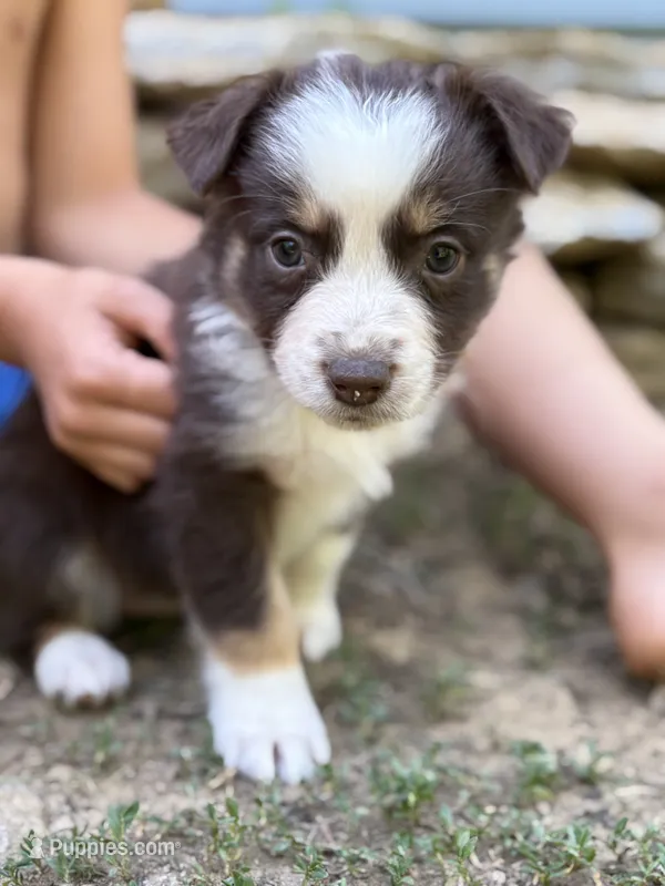 Cherry Tomato – Australian Shepherd puppy for sale in Lancaster, KY