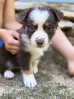 Cherry Tomato, a female Australian Shepherd for sale in Lancaster, KY – 1 of 1