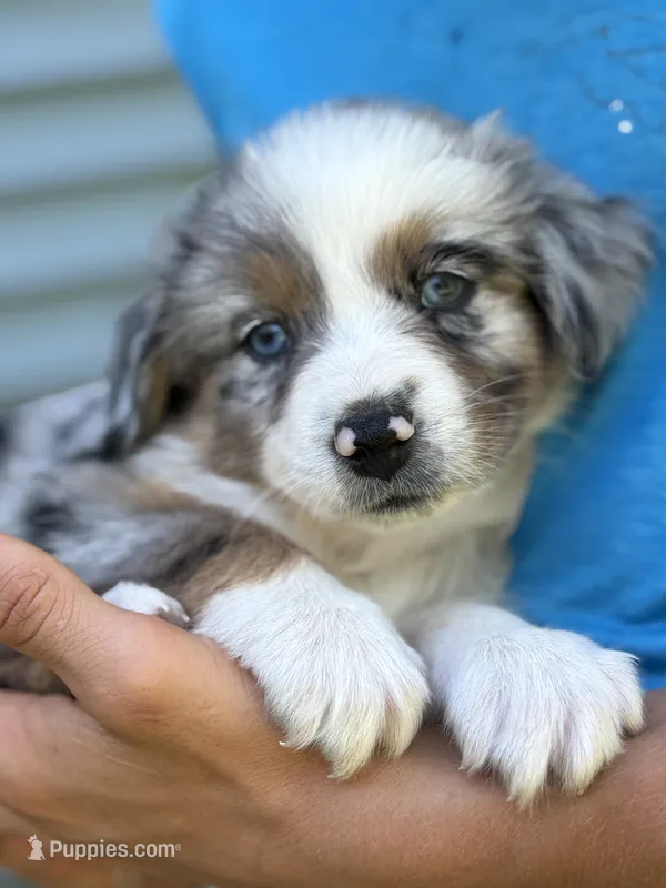 Plum – Australian Shepherd puppy for sale in Lancaster, KY