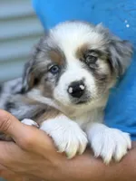 Plum, a female Australian Shepherd for sale in Lancaster, KY – 1 of 2