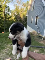 Pepper, a male Australian Shepherd for sale in Lancaster, KY – 3 of 9