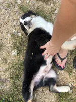 Pepper, a male Australian Shepherd for sale in Lancaster, KY – 8 of 9