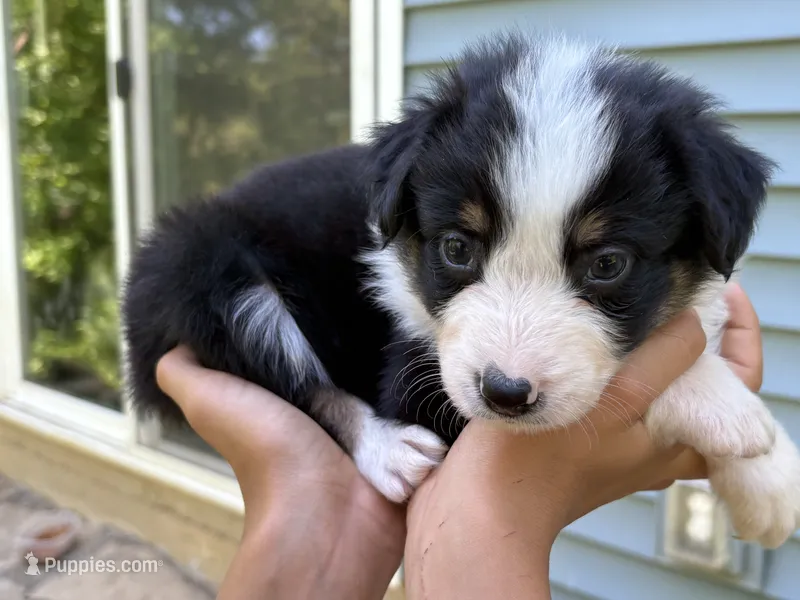 Pepper – Australian Shepherd puppy for sale in Lancaster, KY