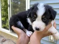 Pepper, a male Australian Shepherd for sale in Lancaster, KY – 1 of 2