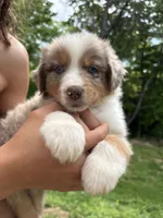 Tomato, a male Australian Shepherd for sale in Lancaster, KY – 1 of 2