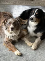 Pepper, a male Australian Shepherd for sale in Lancaster, KY – 9 of 9