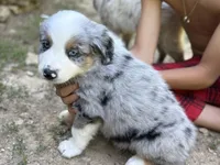 Pickle, a male Australian Shepherd for sale in Lancaster, KY – 3 of 4