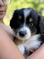 Coffee bean, a male Australian Shepherd for sale in Lancaster, KY – 2 of 4