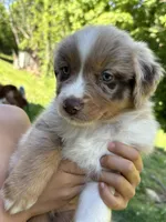 Radish , a female Australian Shepherd for sale in Lancaster, KY – 2 of 3