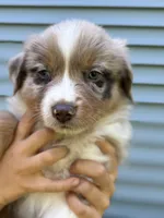 Radish , a female Australian Shepherd for sale in Lancaster, KY – 1 of 3