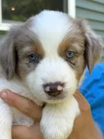 Sweet Potato, a female Australian Shepherd for sale in Lancaster, KY – 1 of 3