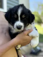 Potato , a male Australian Shepherd for sale in Lancaster, KY – 3 of 3