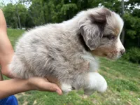 Tomato, a male Australian Shepherd for sale in Lancaster, KY – 2 of 2