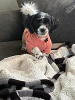 Daisy, a female Shihpoo for sale in Decatur, IL – Photo 5 of 6