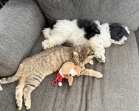 Daisy, a female Shihpoo for sale in Decatur, IL – Photo 6 of 6