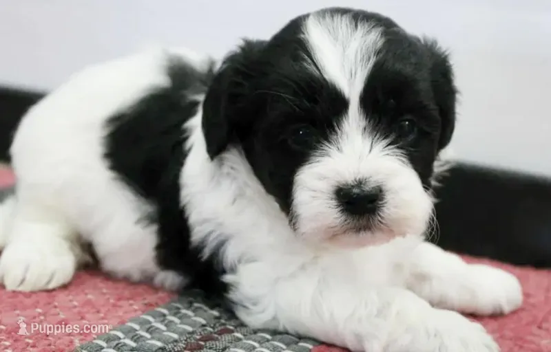 Daisy – Shihpoo puppy for sale in Decatur, IL
