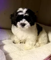 Daisy, a female Shihpoo for sale in Decatur, IL – Photo 3 of 6