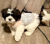 Daisy, a female Shihpoo for sale in Decatur, IL – Photo 2 of 6