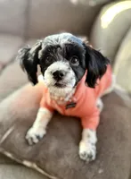 Daisy, a female Shihpoo for sale in Decatur, IL – Photo 4 of 6