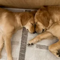 processed/181e7d4d-8526-46d4-876c-b53ebc1f7546/facility/b8719a46-65c3-4ff0-8ad8-52df747e6b51