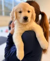 Frost (Grey), a male Golden Retriever for sale in Auburn, WA – Photo 5 of 6