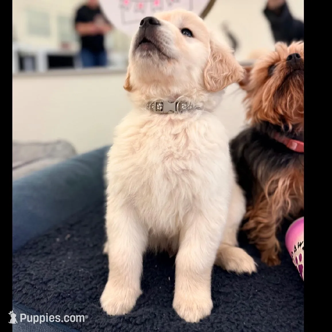 Frost (Grey), a male Golden Retriever for sale in Auburn, WA – Photo 2 of 6