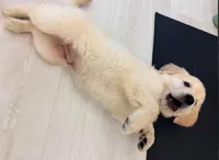 Frost (Grey), a male Golden Retriever for sale in Auburn, WA – Photo 3 of 6