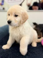Frost (Grey), a male Golden Retriever for sale in Auburn, WA – Photo 4 of 6
