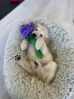 Frost (Grey), a male Golden Retriever for sale in Auburn, WA – Photo 6 of 6