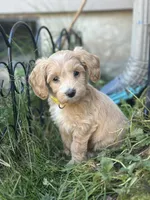 Honey , a female Miniature Goldendoodle for sale in Auburn, WA – 5 of 8