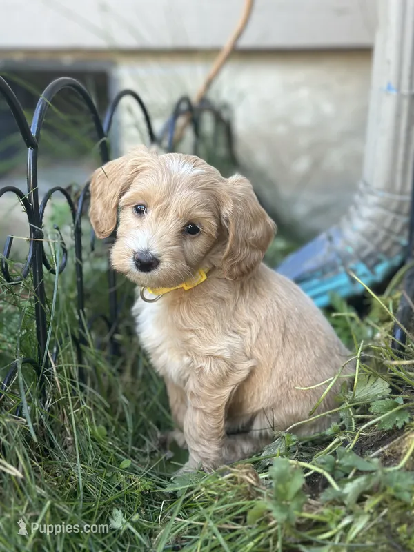 Honey , a female Miniature Goldendoodle for sale in Auburn, WA – 1 of 8