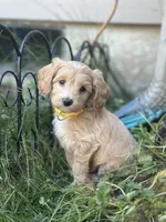 Honey , a female Miniature Goldendoodle for sale in Auburn, WA – 4 of 8