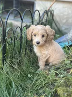 Honey , a female Miniature Goldendoodle for sale in Auburn, WA – 8 of 8