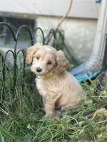 Honey , a female Miniature Goldendoodle for sale in Auburn, WA – 7 of 8