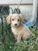 Honey , a female Miniature Goldendoodle for sale in Auburn, WA – 6 of 8