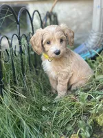 Honey , a female Miniature Goldendoodle for sale in Auburn, WA – 3 of 8