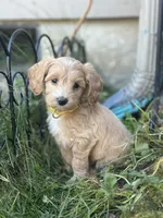 Honey , a female Miniature Goldendoodle for sale in Auburn, WA – 2 of 8