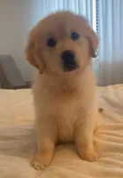 Joy (Pink), a female Golden Retriever for sale in Auburn, WA – Photo 3 of 3