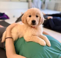Joy (Pink), a female Golden Retriever for sale in Auburn, WA – Photo 3 of 4