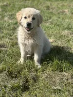 Joy (Pink), a female Golden Retriever for sale in Auburn, WA – Photo 3 of 6