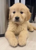 Joy (Pink), a female Golden Retriever for sale in Auburn, WA – Photo 1 of 4