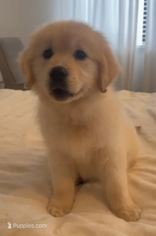 Joy (Pink) – Golden Retriever puppy for sale in Auburn, WA