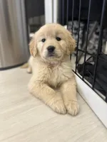 Joy (Pink), a female Golden Retriever for sale in Auburn, WA – Photo 4 of 4