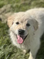 Joy (Pink), a female Golden Retriever for sale in Auburn, WA – Photo 2 of 6